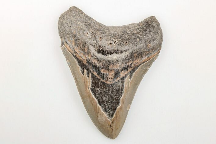 Bargain, 3.49" Fossil Megalodon Tooth - North Carolina